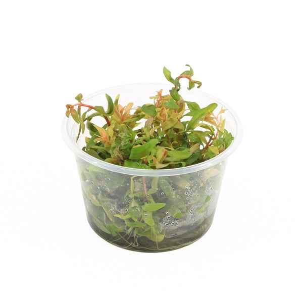 Nesaea Pedicellata 'Golden' - In Vitro
