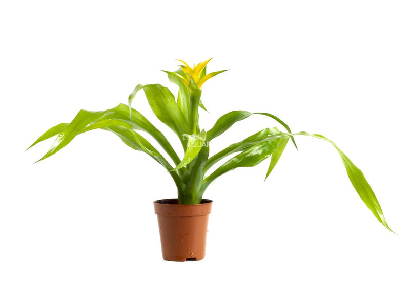 Nidularium 'Citrinum' Terrascape -Terrariumplanten