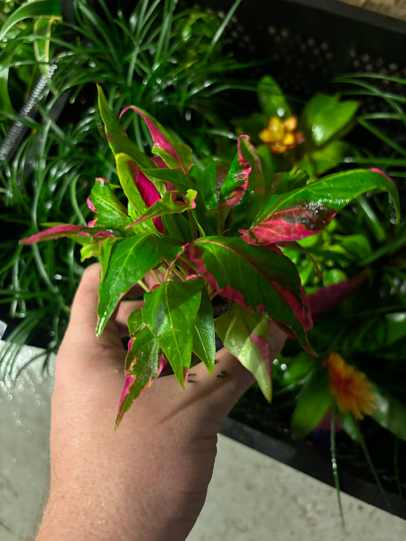 Nomaphila sp. Pink - Terrariumplanten - Terrascape