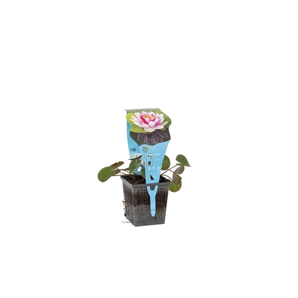 Nymphaea Attraction