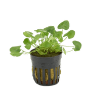 Nymphoides sp. Taiwan - Aquascape - Aquariumplanten