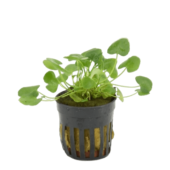 Nymphoides sp. Taiwan - Aquascape - Aquariumplanten
