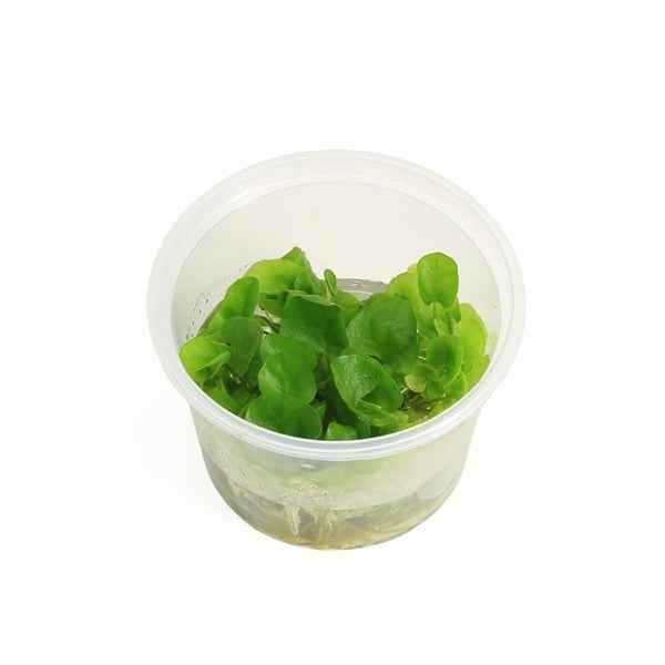 Nymphoides sp. 'Taiwan' - In Vitro