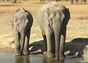 Olifant magneet