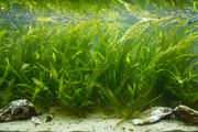 Oost-Afrika Biotoop Plantenmix achterzone