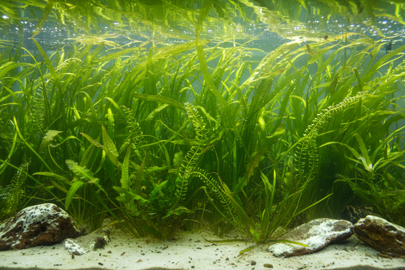 Oost-Afrika Biotoop Plantenmix achterzone