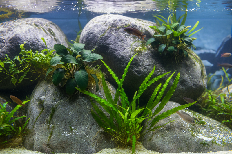 Oost-Afrika Biotoop Plantenmix middenzone