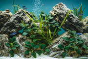 Oost-Afrika Biotoop Plantenmix voorzone