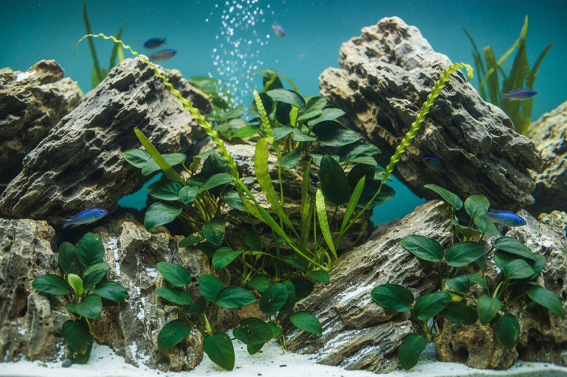 Oost-Afrika Biotoop Plantenmix voorzone