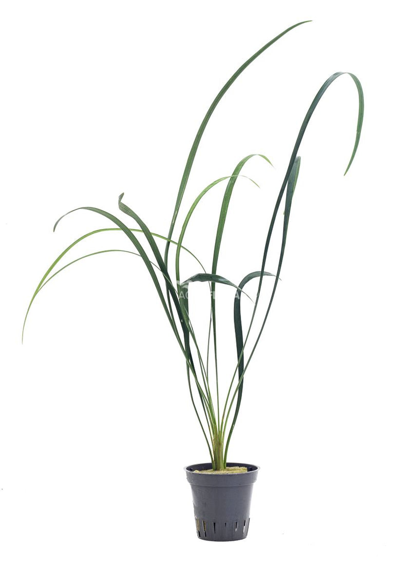 Ophiopogon Japonica 'Gigantea' - Terrascape - Terrariumplanten