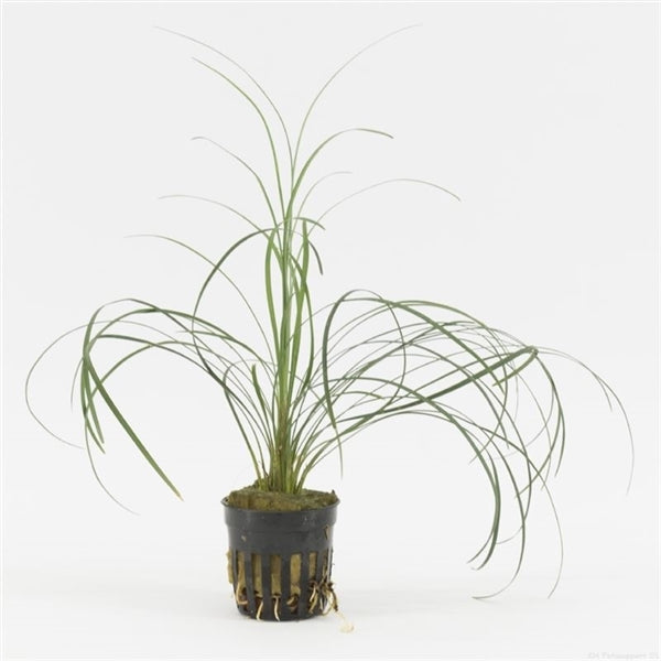 Ophiopogon Japonica XL