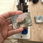 ‘Ornate Bichir’ magnet preview