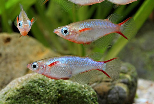 Medaka Neon Rijstvisje - Oryzias Woworae