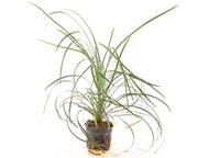 Ophiopogon Japonica XL