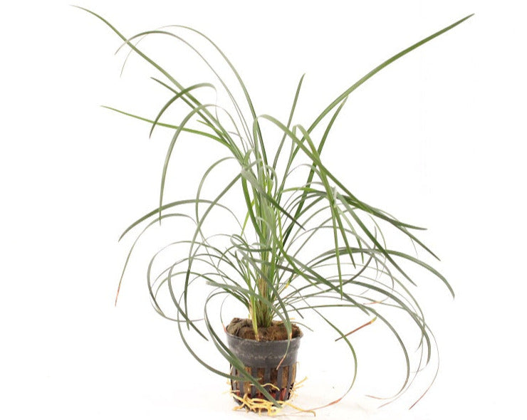 Ophiopogon Japonica XL