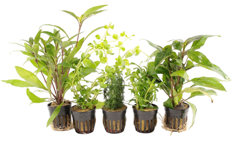 PTG Makkelijke Aquariumplanten Mix - Aquascape - Plantenmix