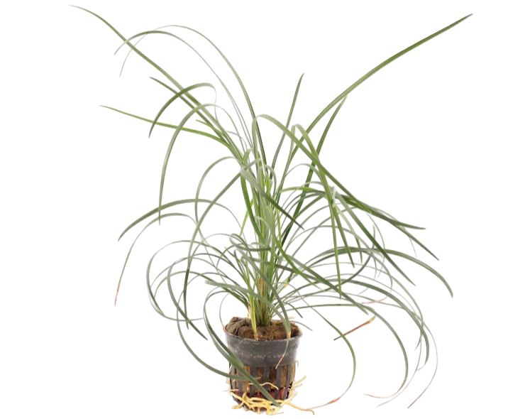 PTG Ophiopogon Japonica