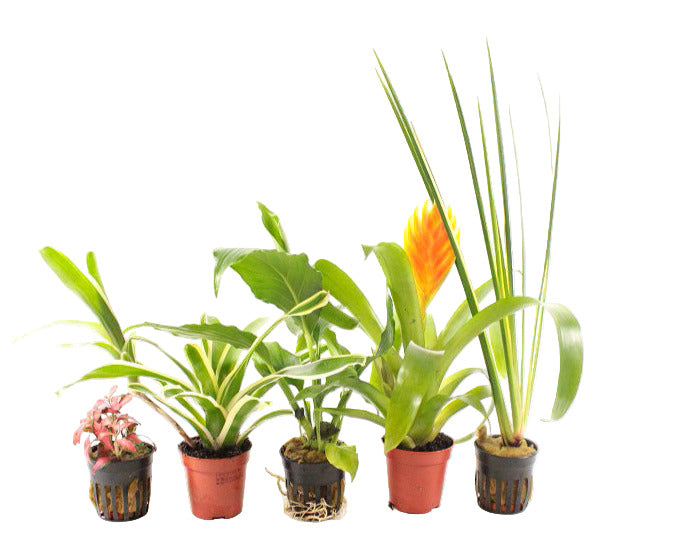 PTG Paludariumplanten Mix Terrariumplanten - Terrascape