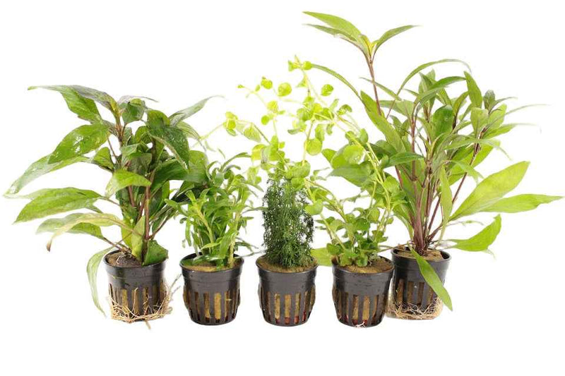Premium Starter Aquariumplanten Mix