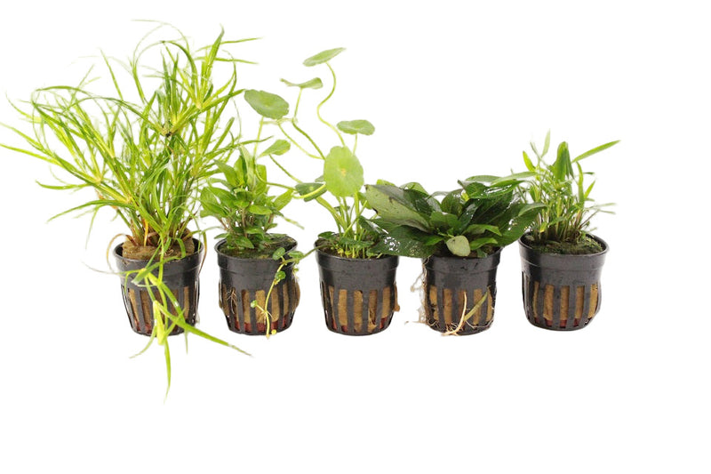 PTG Voorzone Aquariumplanten Mix - Aquascape - Plantenmix