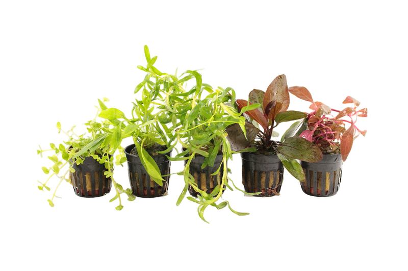 PTG Zuid-Amerika Aquariumplanten Mix