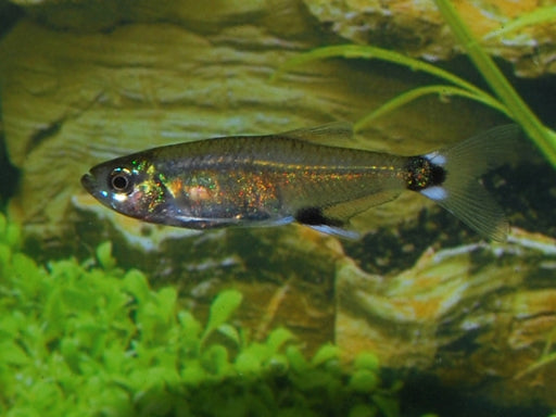 Panda Tetra - Aphyocharax Paraguayensis
