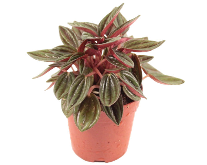 Peperomia Caperata