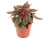 Peperomia Caperata