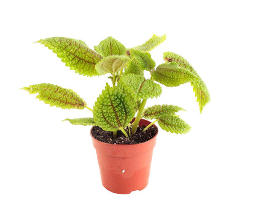 Pilea mollis