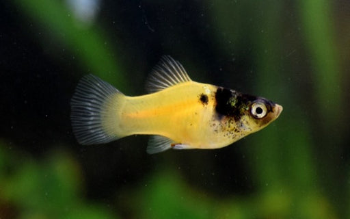 Platy Bumble Bee - Xiphophorus Maculatus
