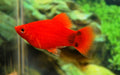 Xiphophorus Maculatus Coral Red Mickey