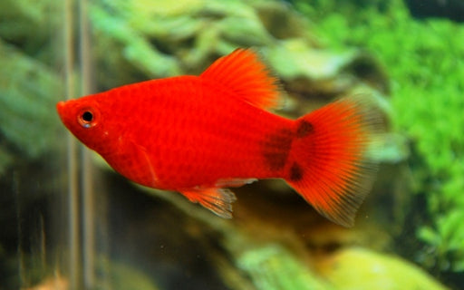 Xiphophorus Maculatus Coral Red Mickey