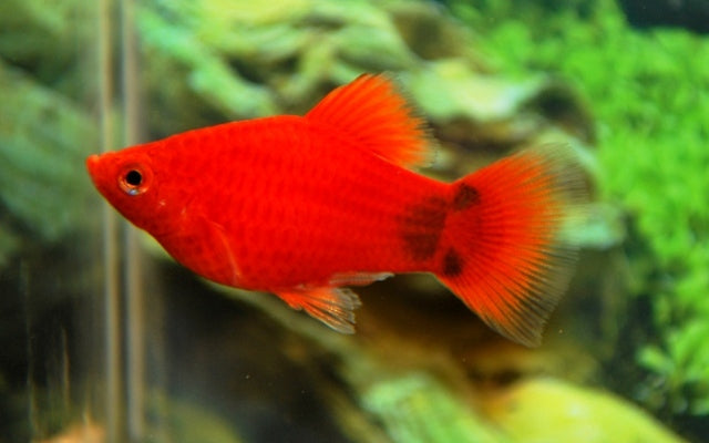Xiphophorus Maculatus Coral Red Mickey
