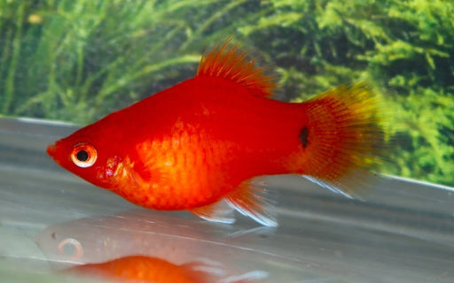 Platy Coral Red - Xiphophorus Maculatus