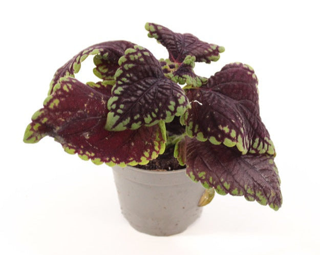 Plectranthus Scutellarioides