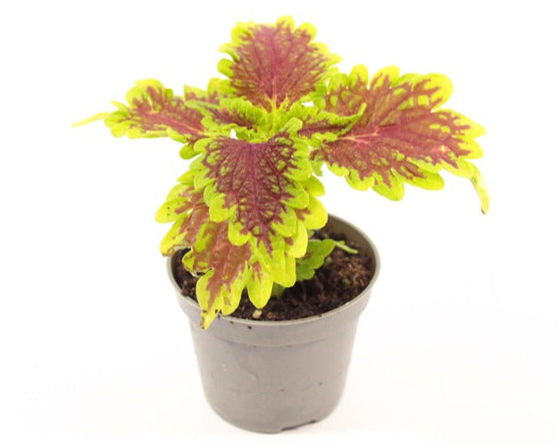 Plectranthus Scutellarioides