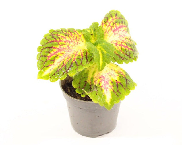 Plectranthus Scutellarioides