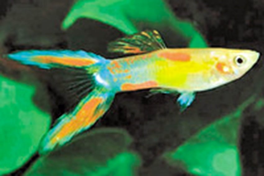 Guppy Lyretail - Poecilia Reticulata