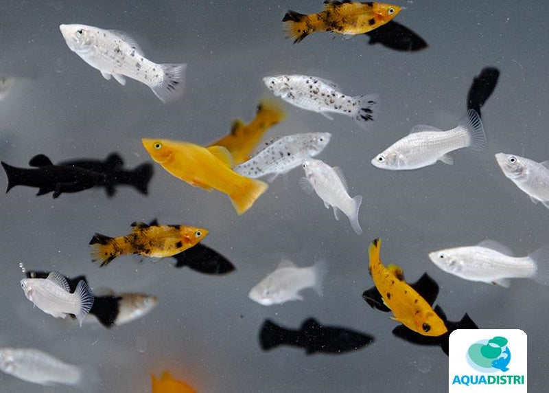 Poecilia Sphenops Mix - Molly Mix
