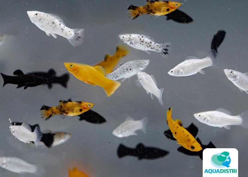 Poecilia Sphenops Mix - Molly Mix