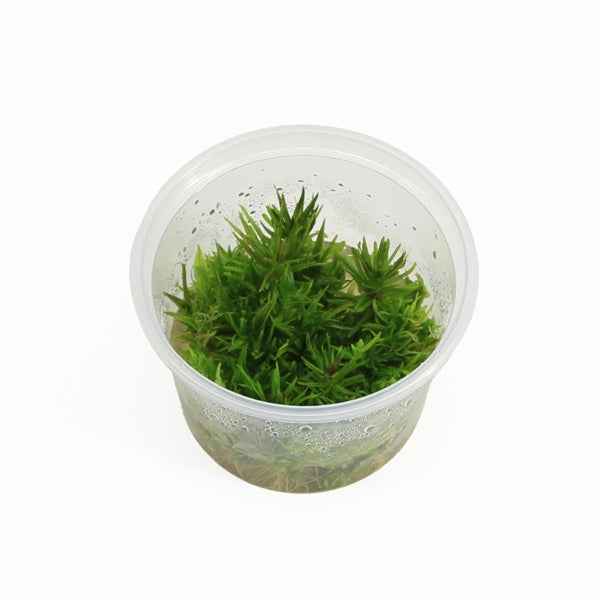 Pogostemon Erectus - In Vitro