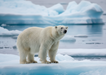 Polar Bear Magnet