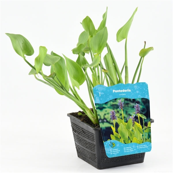Pontederia Cordata 18x18