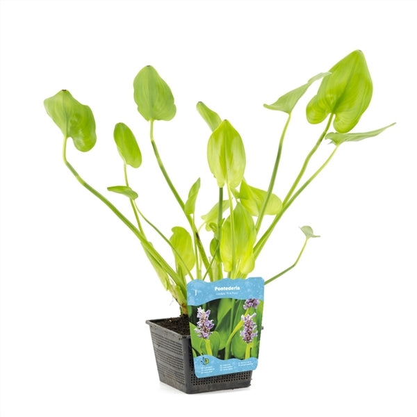 Pontederia cordata 'Pink Pons' 18x18