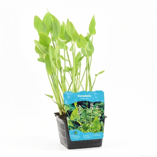 Pontederia cordata Alba 18x18