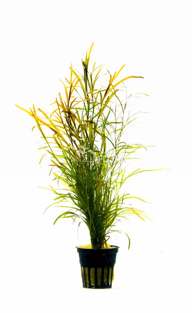 Potamogeton Gayi Aquariumplanten