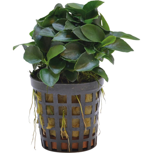 Premium Anubias Bonsai Aquariumplanten
