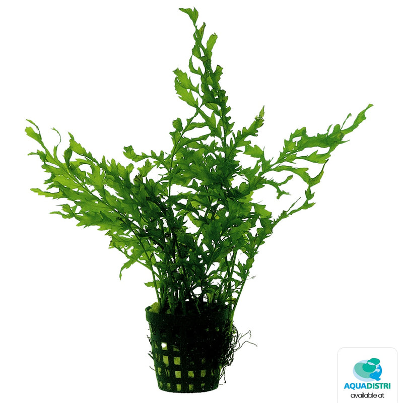 Premium Bolbitis Heudelotii