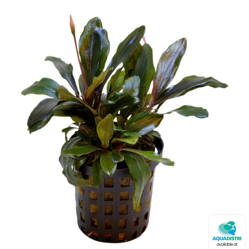 Premium Bucephalandra Theia