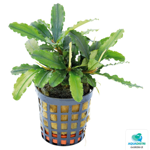 Premium Bucephalandra Theia Green